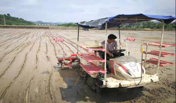 稻油轮作水稻&ldquo;三化&rdquo;生产技术