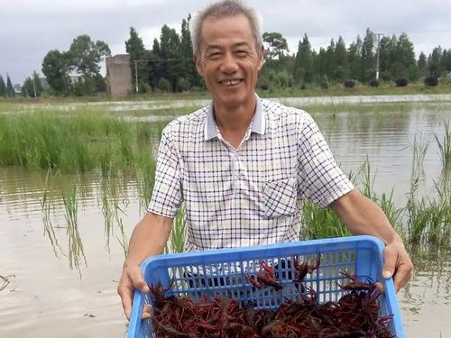 稻虾共作克氏原螯虾早繁早育技术