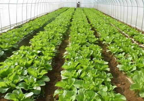 设施蔬菜低温寡照生育障碍防控关键技术