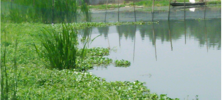 淡水鱼池塘健康养殖技术