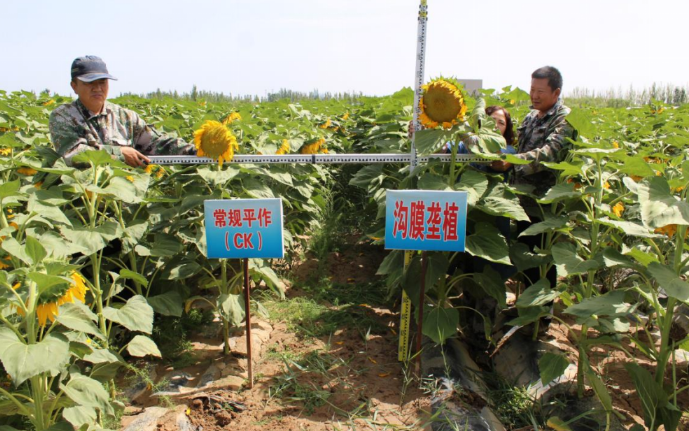 向日葵沟膜垄植抗旱抗盐耐列当技术