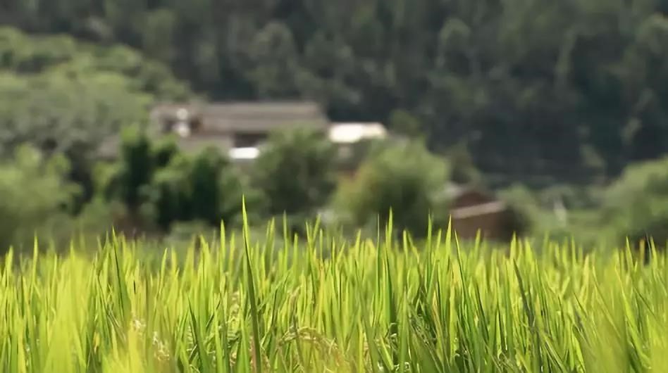 重庆巴南区昌元家庭农场