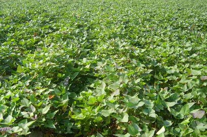 特色鲜食甘薯绿色高质高效栽培技术