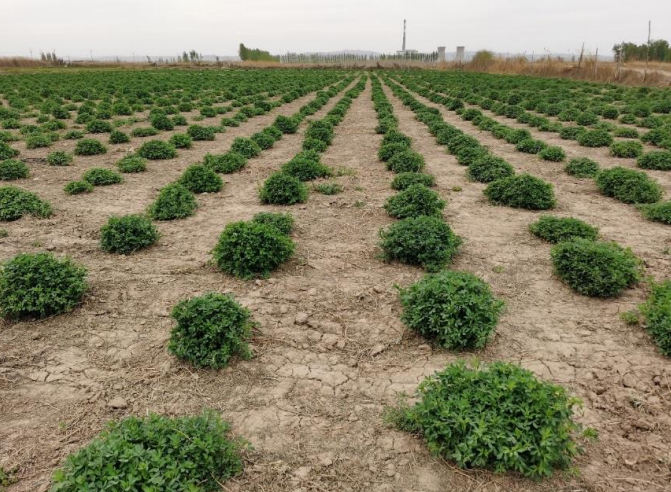 准格尔苜蓿提纯复壮及良种扩繁关键技术示范与推广