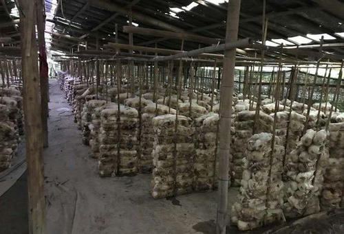 食用菌菌渣资源化高效利用关键技术