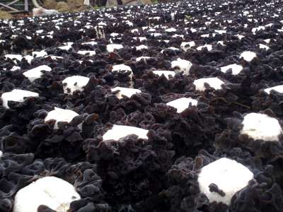 黑木耳废弃物回收处置与综合利用技术