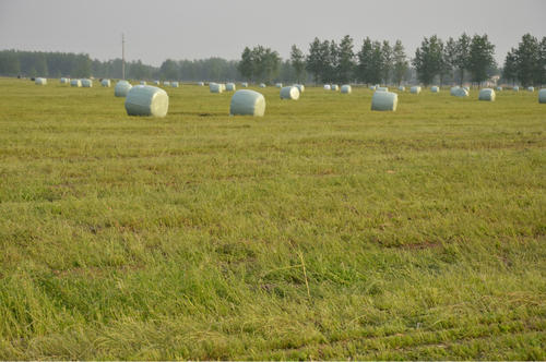 苜蓿半干青贮技术