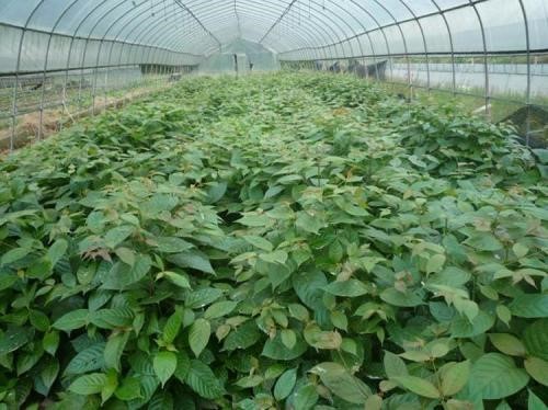 黔产钩藤规范化生产技术