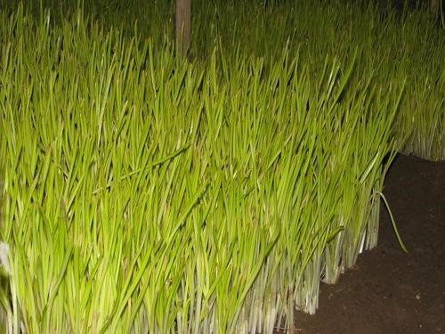 高山高原&ldquo;韭黄&rdquo;高效种植技术