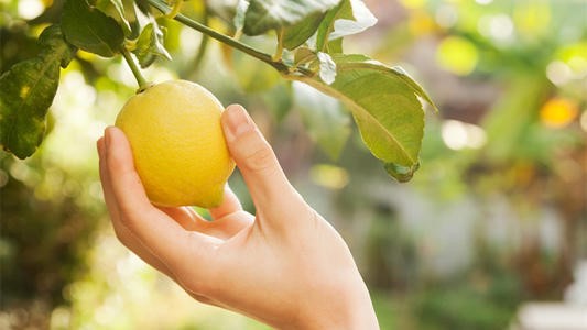 柠檬绿色果品生产技术