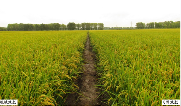 寒地稻田简化高效侧深施肥新技术