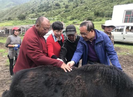牦牛寄生虫病防治技术