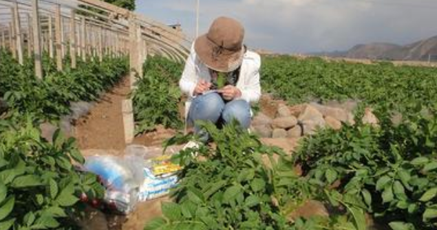 马铃薯病虫草害绿色防控技术