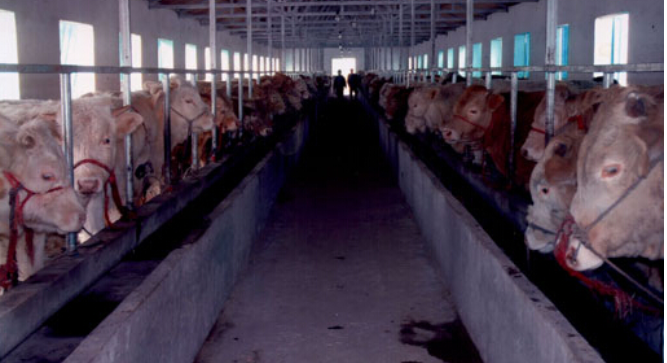 特色畜禽规模化健康养殖技术