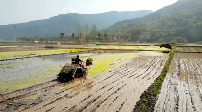 优质水稻机插丰产精确定量栽培技术