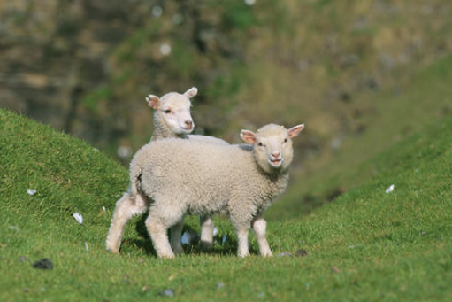 藏羊羔羊早期断奶技术规范