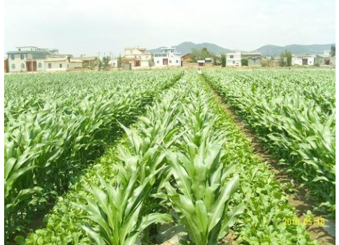 特粮特经作物多元多熟高效种植模式