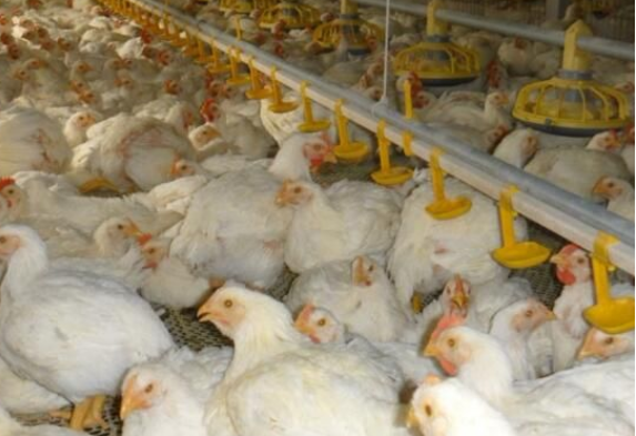 肉鸡标准化养殖综合技术