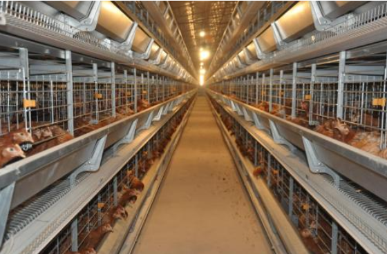 蛋鸡层叠式笼养技术