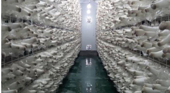 食用菌专业化分工高效生产技术