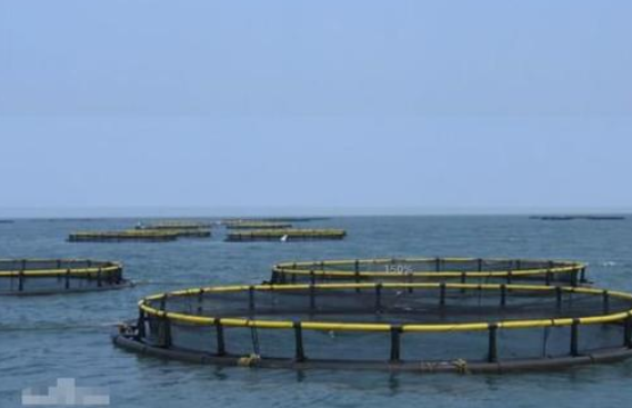 大型网箱三文鱼养殖技术