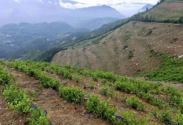 湖北恩施茶园岭