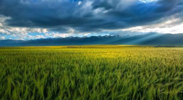 海南台地、柴达木盆地青稞双减增效栽培技术