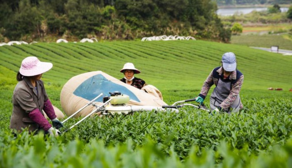 茶园机械化采摘技术