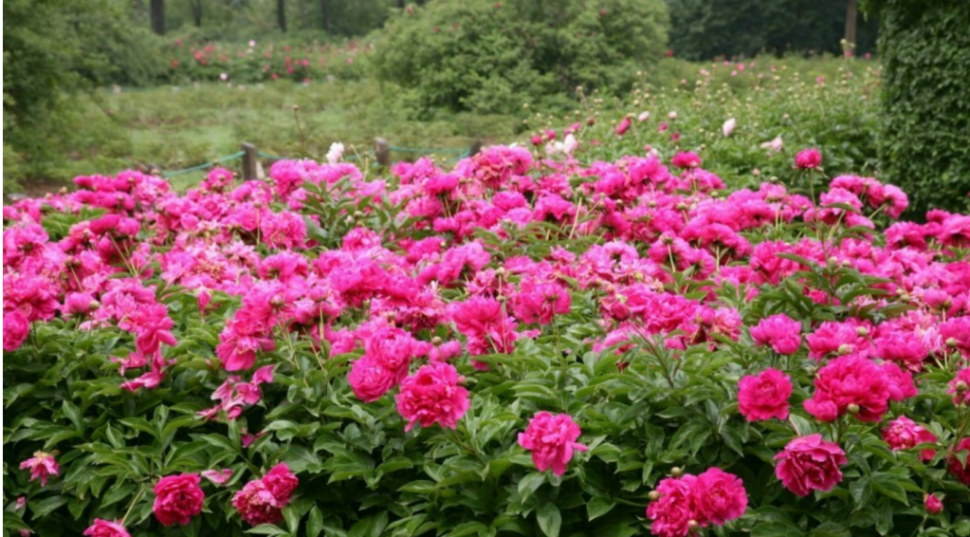 白芍高效栽培技术