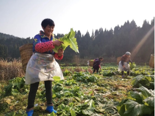 遂宁市船山区河沙镇凤凰村