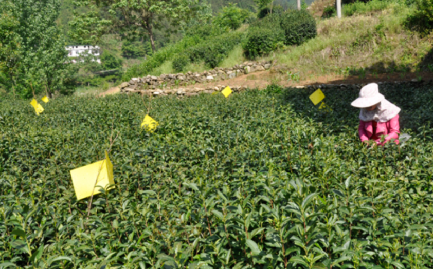 茶园病虫害全程绿色防控技术