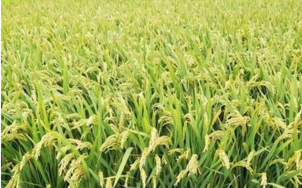 优良食味水稻绿色安全生产技术