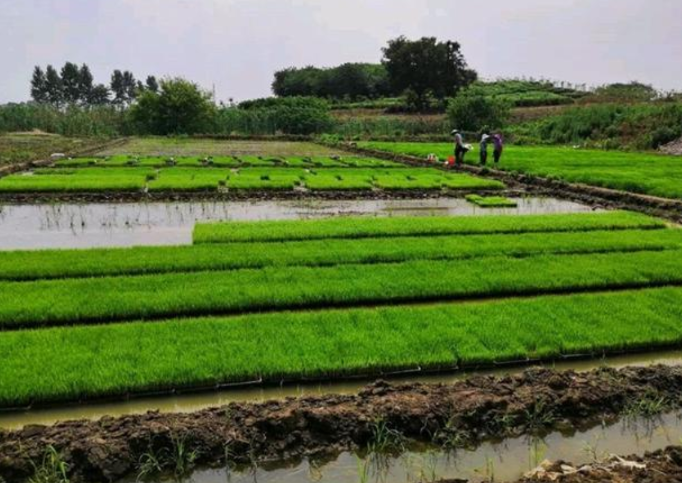 水稻病虫简约化防控技术