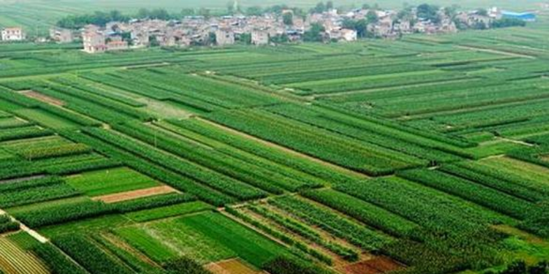 特色粮油经济作物优质高效种植技术