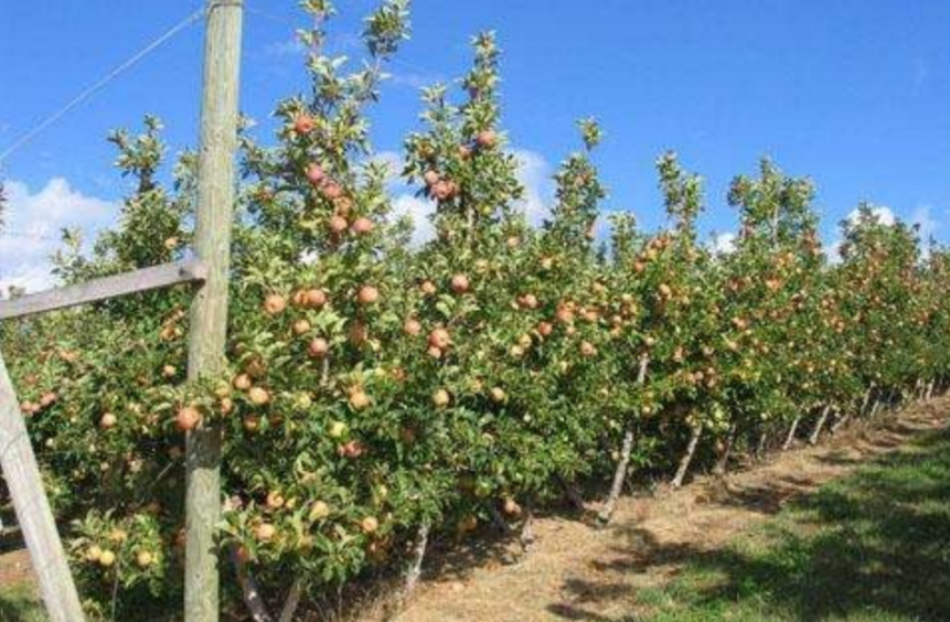 李优质高效生态标准化种植技术