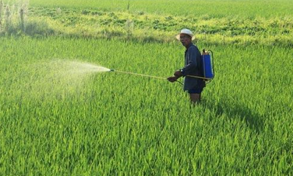 稻麦田抗药性杂草的监测及其治理技术