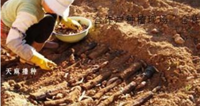 川天麻优质高效新品种生态种植与产地加工新技术