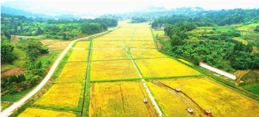 稻经轮作高效种植模式