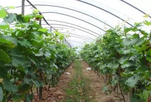 葡萄设施避雨与促成栽培技术