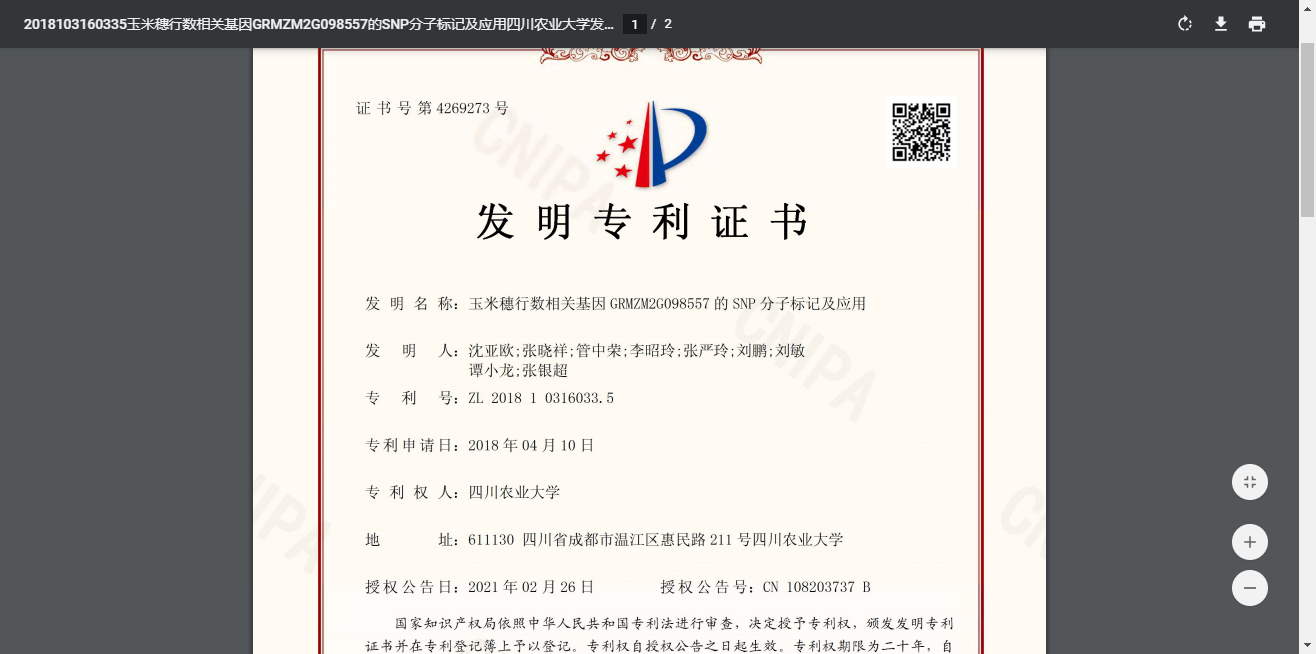玉米穗行数相关基因GRMZM2G098557的SNP分子标记及应用