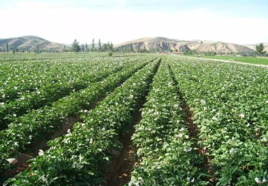 马铃薯化肥减量增效施用技术