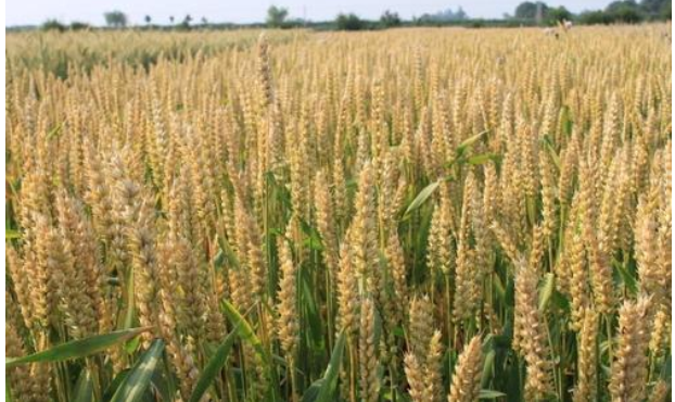 稻茬小麦节肥高产优质抗逆栽培技术