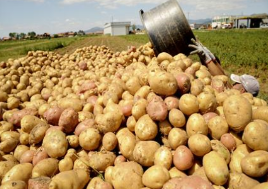 马铃薯块茎储藏关键技术