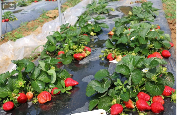 设施草莓绿色高效生产关键技术