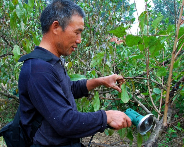 适合多批次养蚕&ldquo;冬季重剪+夏伐式修剪&rdquo;的桑树高效剪伐技术
