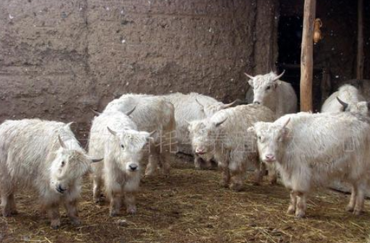 牦牛犊营养调控技术