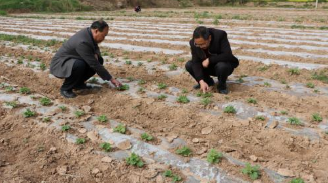 地膜马铃薯栽培技术