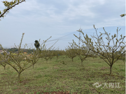 内江市东兴区椑木镇红林村