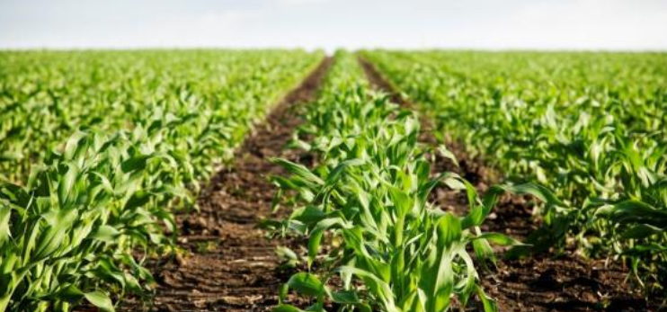 农牧交错区粮饲兼用玉米双减绿色栽培技术