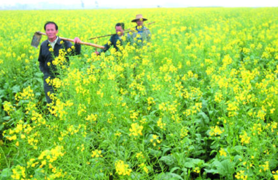 油菜田绿色防虫技术